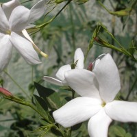 jasmin blanc