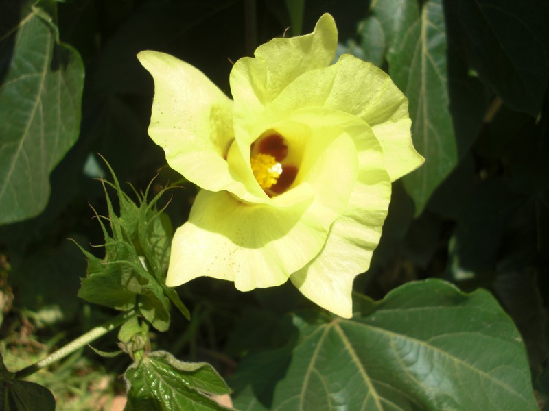Plant et fleur de coton